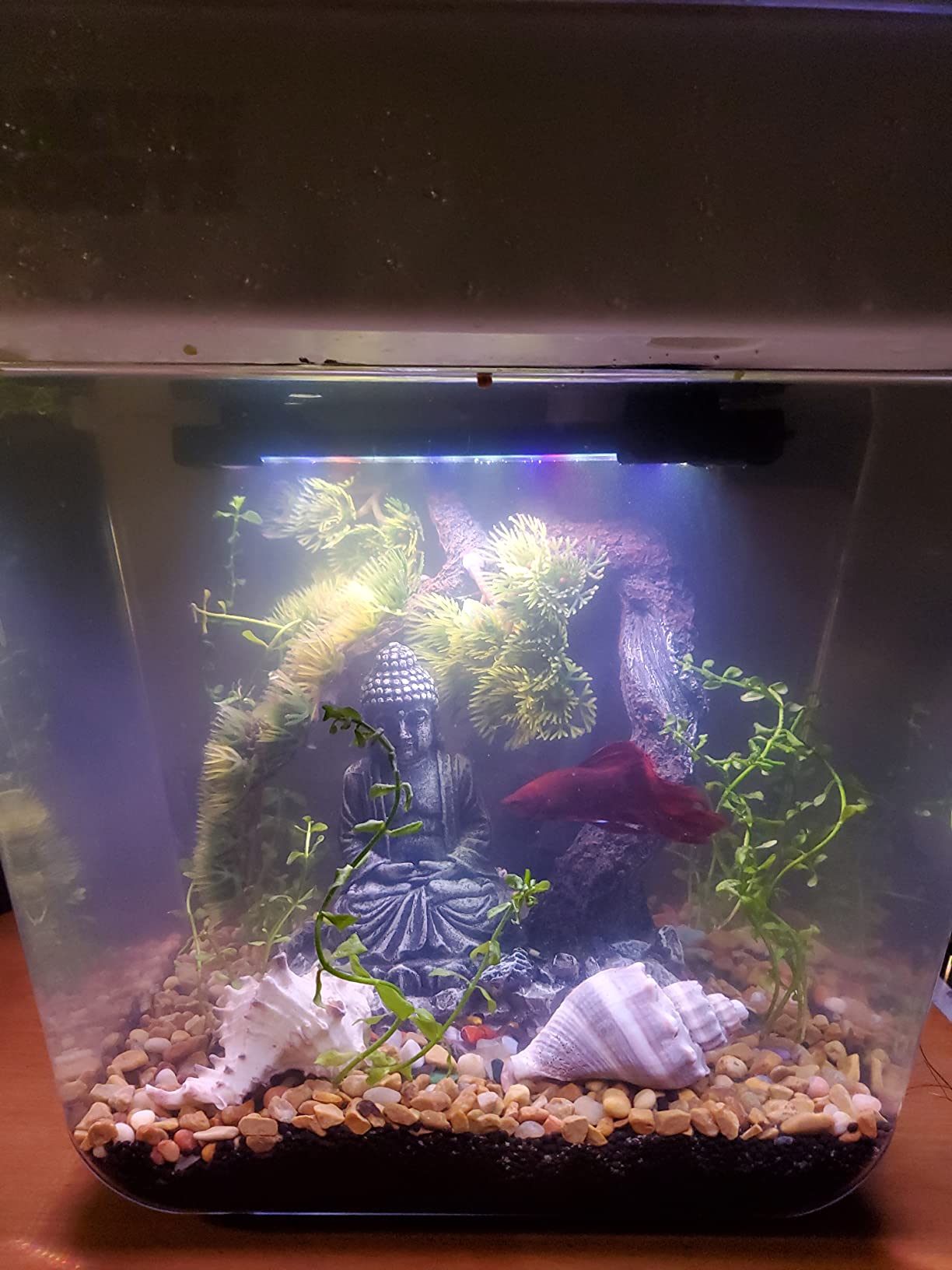 Back to the Roots Indoor Aquaponic Garden - 3 Gallon Self Watering, Mess-Free Planter and Self-Cleaning Fishtank for Herbs, Microgreens, Bamboo, Succulents, and Houseplants, support Fish customer photo 1