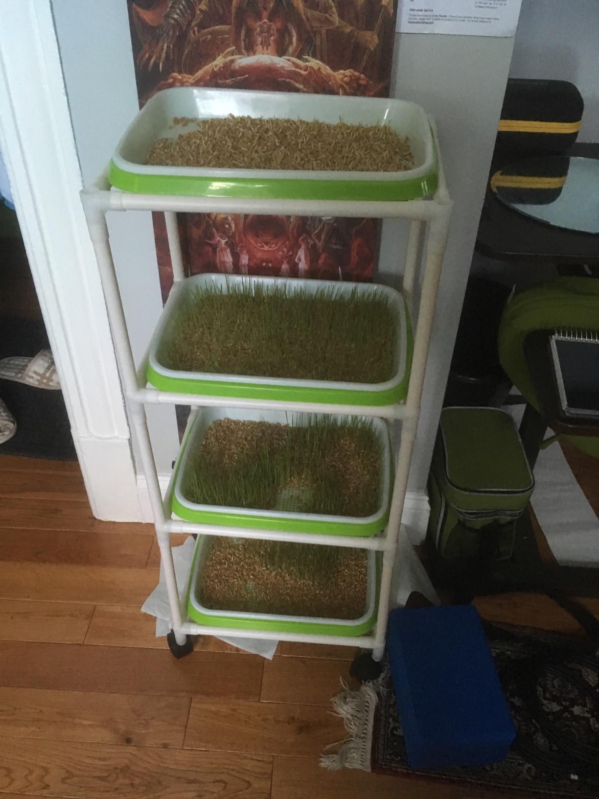 4 Layers Sprout Trays with Extra Strength Plastic Shelf Soil-Free Healthy Wheatgrass Seeds Grower & Storage Trays for Garden Home Office customer photo 1