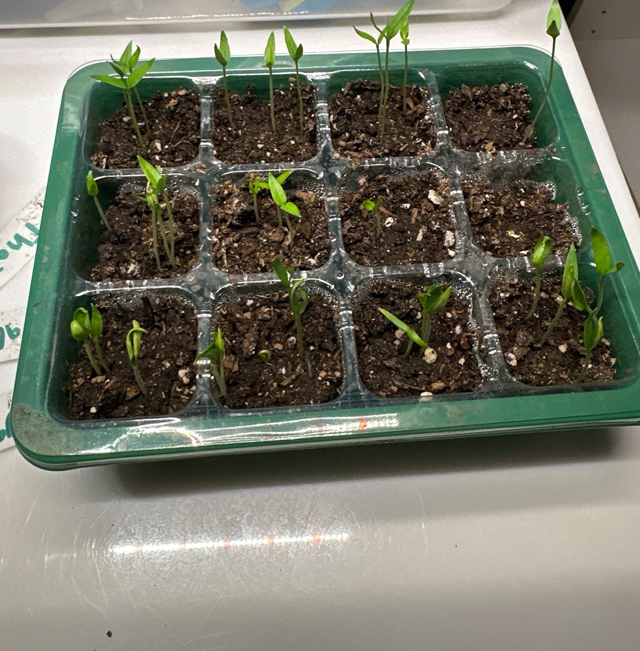 MIXC 10 Pack Seed Starter Tray, 120Cell Stater Kit with Humidity Dome Green customer photo 1