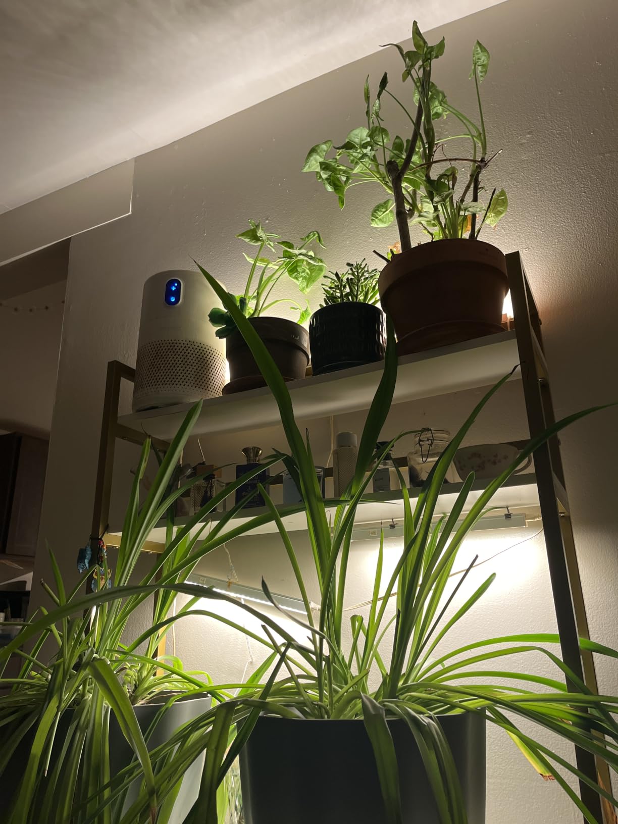Barrina T5 Grow Lights, Full Spectrum, 2ft 80W (8 x 10W), Yellow, 8 Packs customer photo 1