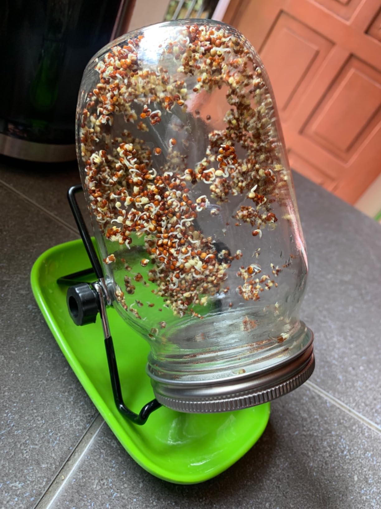 Sprouting Jar Kit, Wide Mouth Quart Mason Jars with Screen Sprout Lids & Stand, Seeds Germination Growing Kit, Seed Sprouter Set for Growing Organic Broccoli Alfalfa Mung Microgreens Bean (1Pack) customer photo 2
