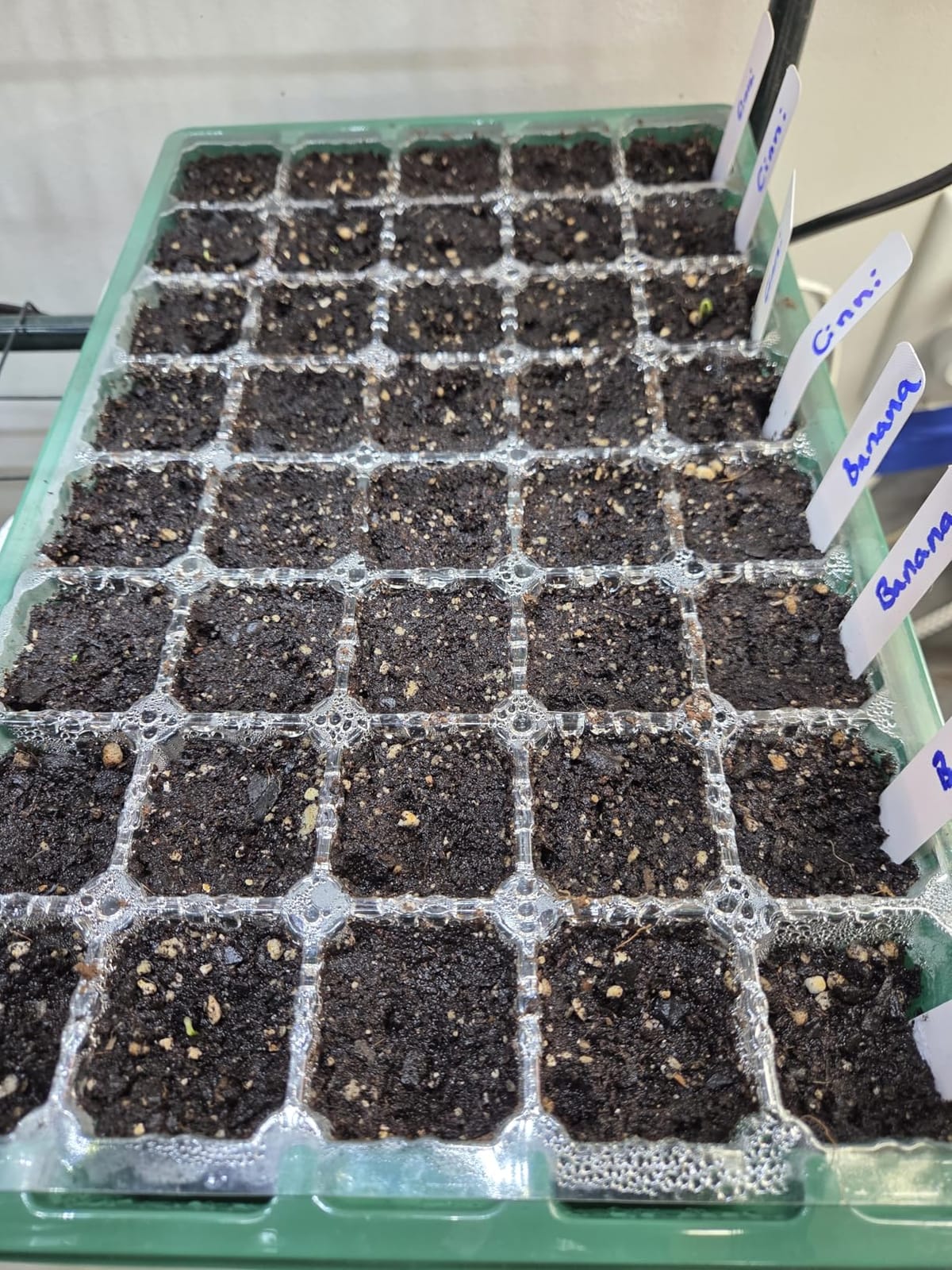 MIXC 5 Pack Seed Starter Tray, 200Cell Mini Propagator Greenhouse Grow Kit customer photo 1