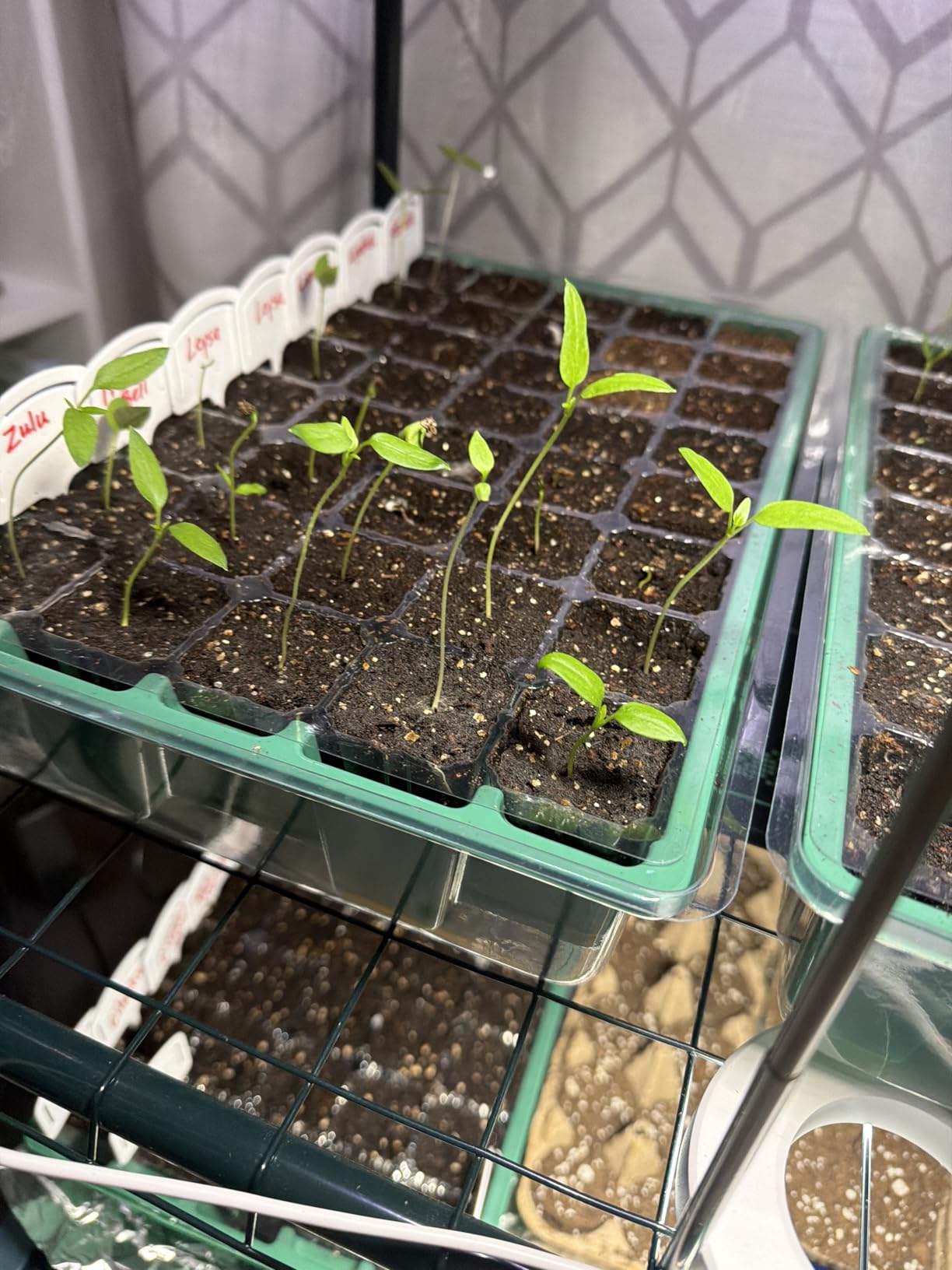 MIXC 5 Pack Seed Starter Tray, 200Cell Mini Propagator Greenhouse Grow Kit customer photo 2