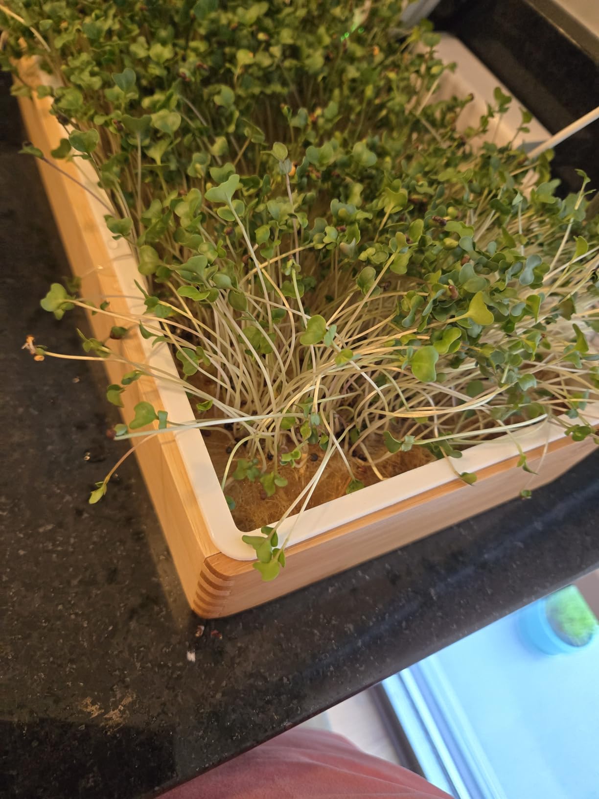 Microgreens Growing Kit - Self-Watering Tray with US Premium Seeds customer photo 2