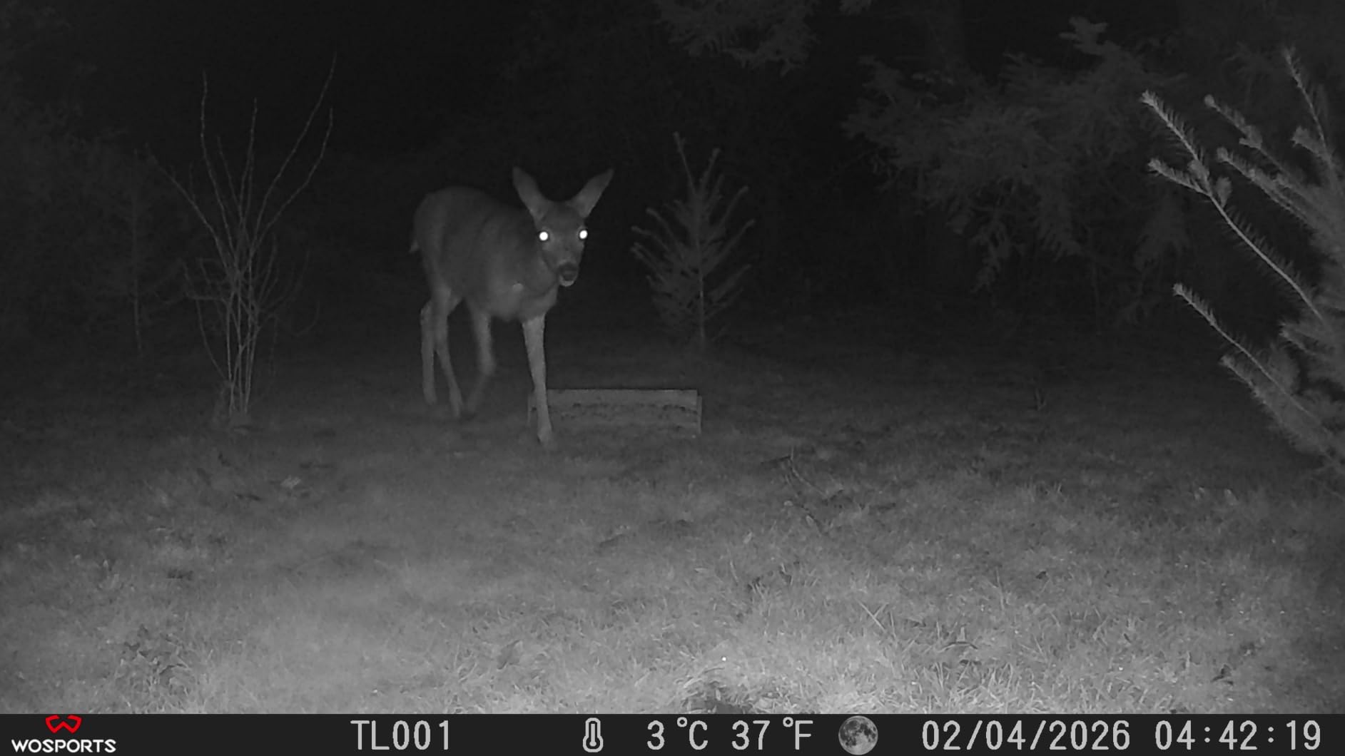 WOSPORTS Trail Camera(Non-Cellular Non-WiFi) 64MP 4K 0.2S Trigger Motion Activated,Game Camera with No-Glow Night Vision 2.0''LCD 120°Wide for Outdoor Scouting Wildlife Monitoring Home Security customer photo 2