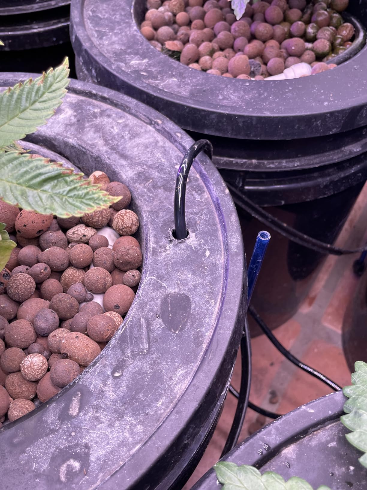 VIVOSUN DWC Hydroponics Grow System with Top Drip Kit 4 Buckets customer photo 1
