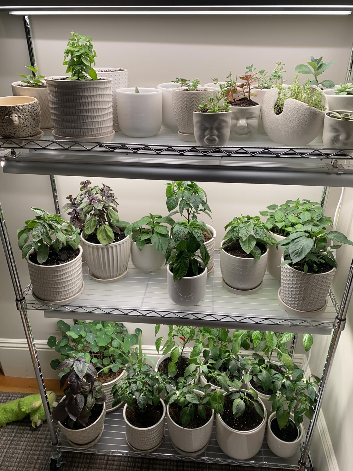Monios-L Plant Stand with Grow Lights for Seedlings,4-Tier Metal Shelf with Plant Lighting for Seed Starting,Full Spectrum 180W T8 5000K White, Adjustable Rack for Indoor Plants,(35x14x61IN,Black) customer photo 2
