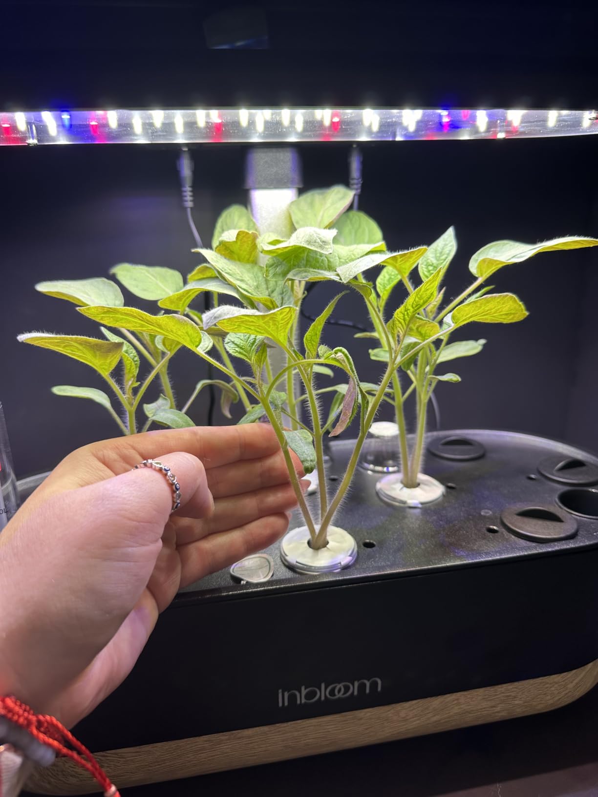 inbloom Hydroponics Growing System 12 Pods, Indoor Herb Garden with LEDs Full-Spectrum Plant Grow Light, Water Shortage Alarm, Automatic Timer, Height Adjustable, Ideal Gardening Gifts for Women customer photo 1