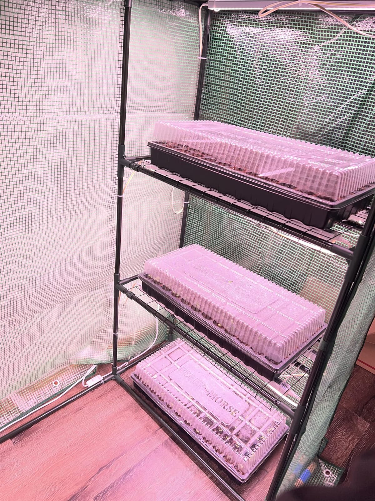 Barrina T5 Grow Lights for Indoor Plants, 5000K Full Spectrum, 1FT, 4 Packs customer photo 1