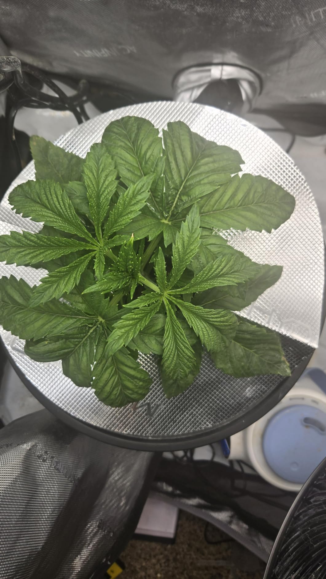 Mars Hydro DWC Hydroponics Grow System 5 Gallon Deep Water Culture with 8W Air Pump, Multi-Purpose Air Hose, Air Stone, 2 Buckets and Top Drip Kit customer photo 2