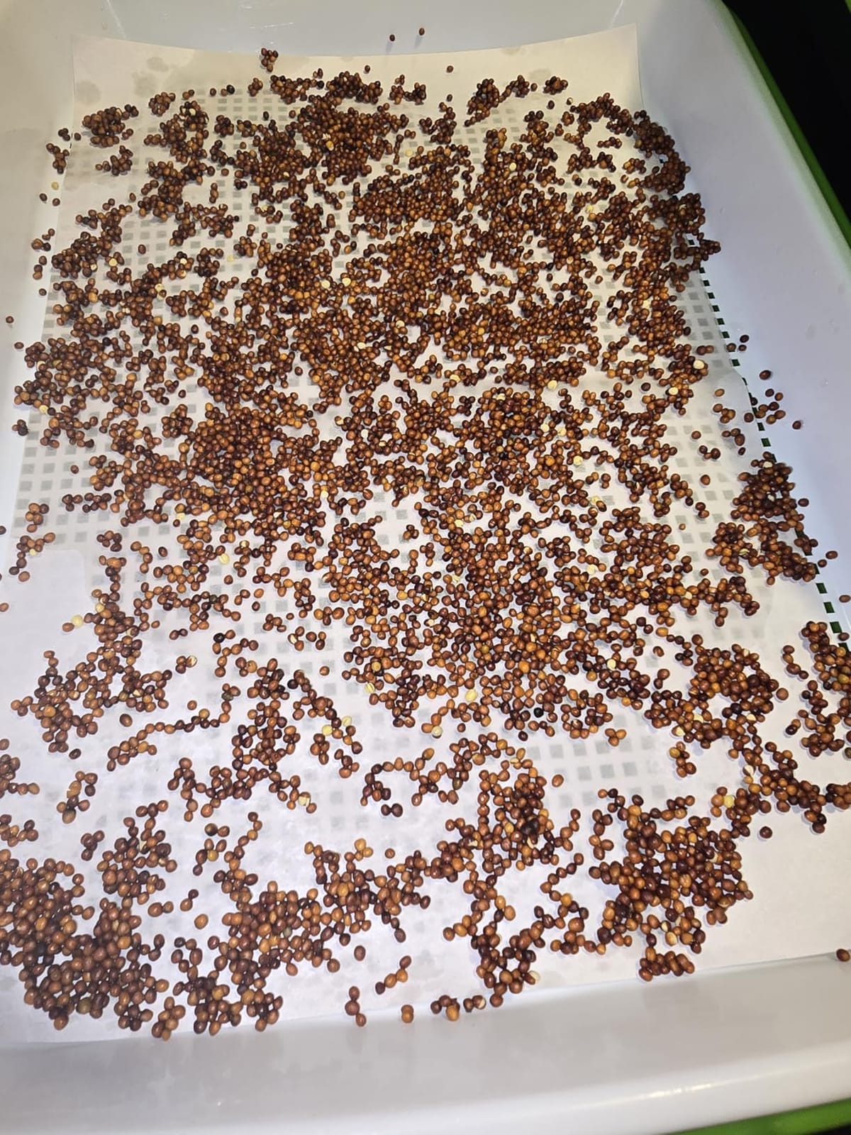 Legigo 10 Pack Seed Sprouter Trays, Microgreens Growing Trays Kit customer photo 1