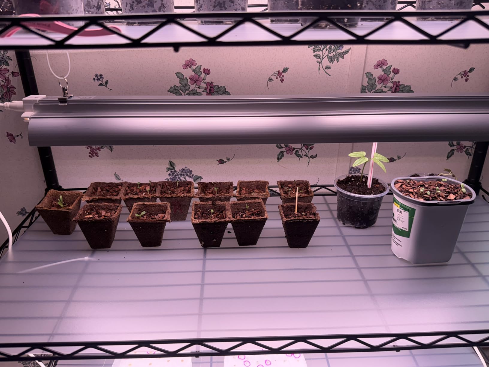 Bstrip 6-Tier Indoor Greenhouse with Grow Light, 29.5x13.8x71in customer photo 1