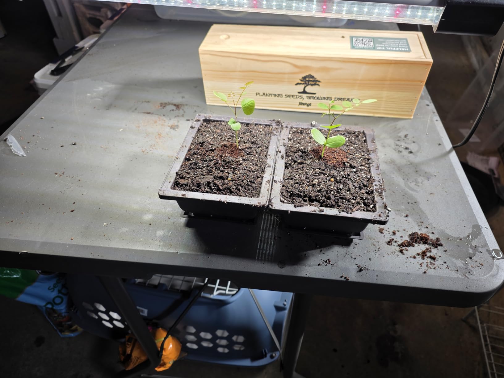 VIVOSUN 1-Pack Seed Starter Kit, 40-Cell Tray, LED Lights and Heat Mat customer photo 2