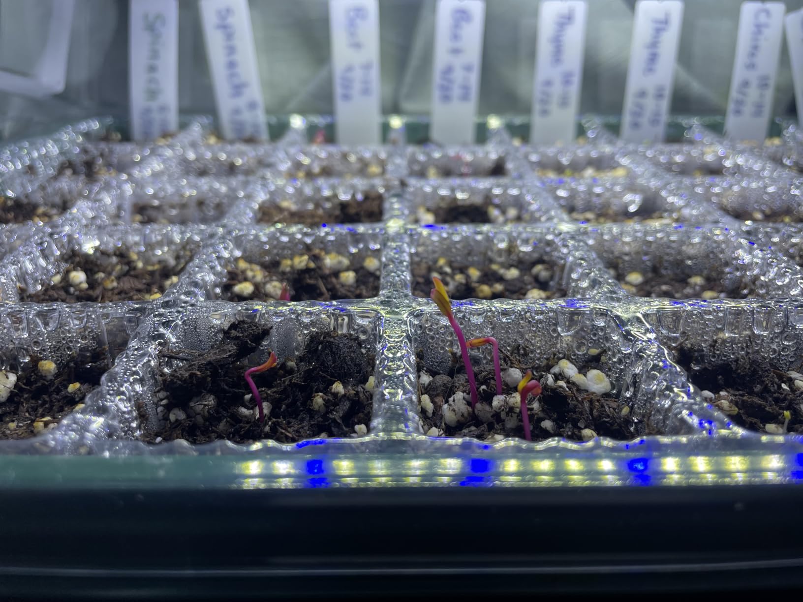 BlumWay Seed Starter Tray with Grow Light, Humidity Dome, 2 Pack 80 Cells customer photo 2