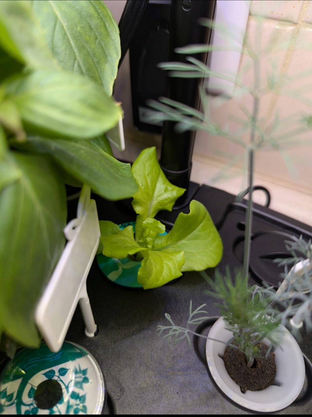 Ahopegarden Hydroponics Growing System: 12 Pods Indoor Herb Garden with LED customer photo 1