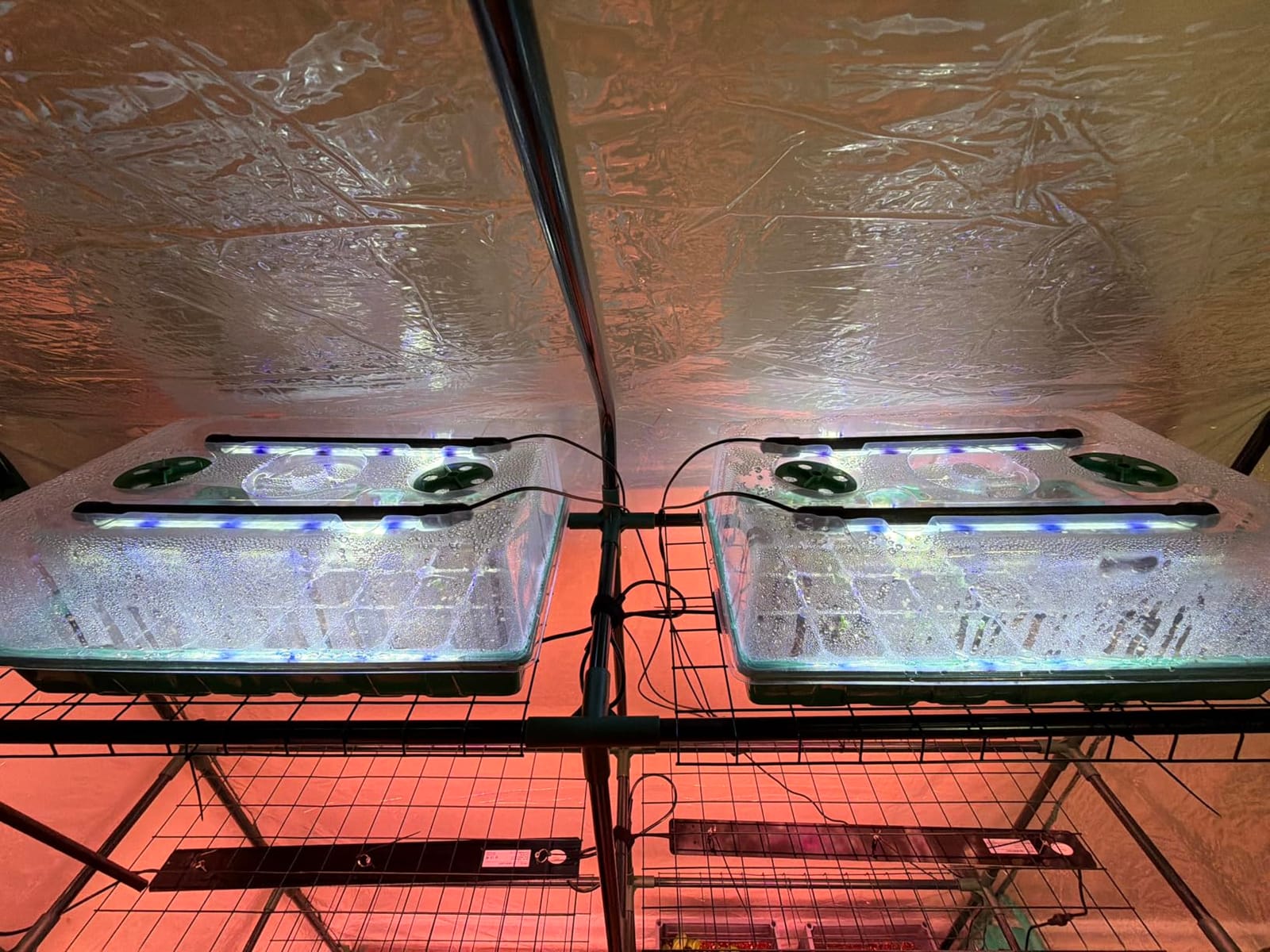 Sondiko Seed Starter Tray with Grow Light, 80 Cells Starter Kit customer photo 2