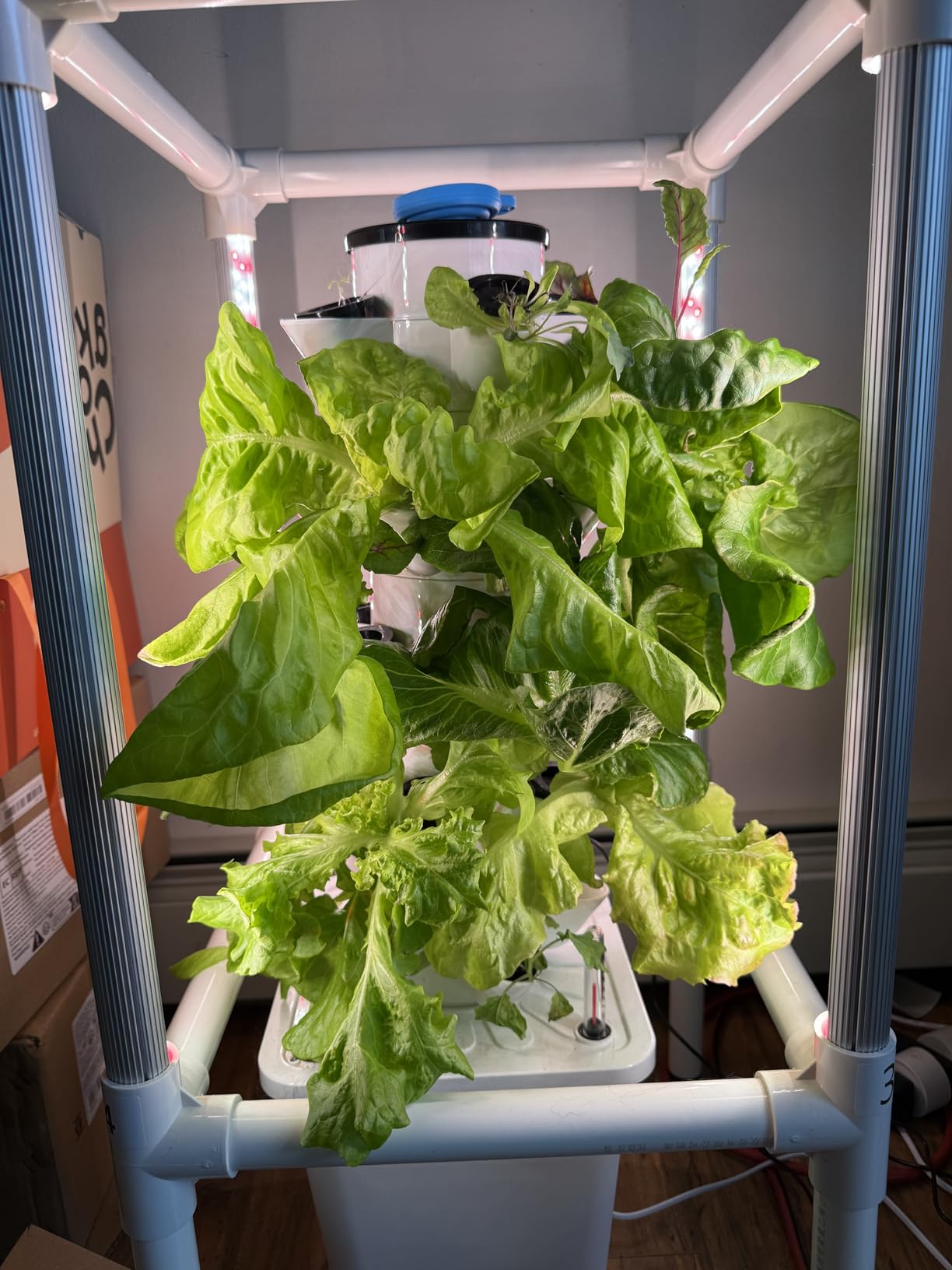 SJZX Hydroponics Growing System, Hydroponic Tower with Full-Spectrum Grow Lights, 5/14Tiers Indoor Outdoor Garden Planter, Vertical Home Gardening Germination Kits for Vegetables, Fruits, Herb (5L6H) customer photo 1
