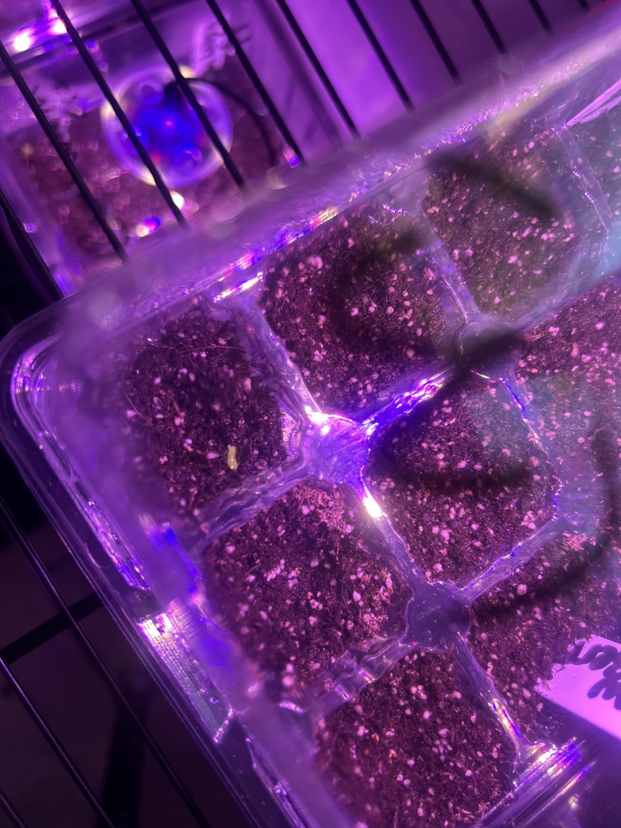 Bonviee Seed Starter Trays with 12-LED Grow Lights, Clear, 5 Pack customer photo 1