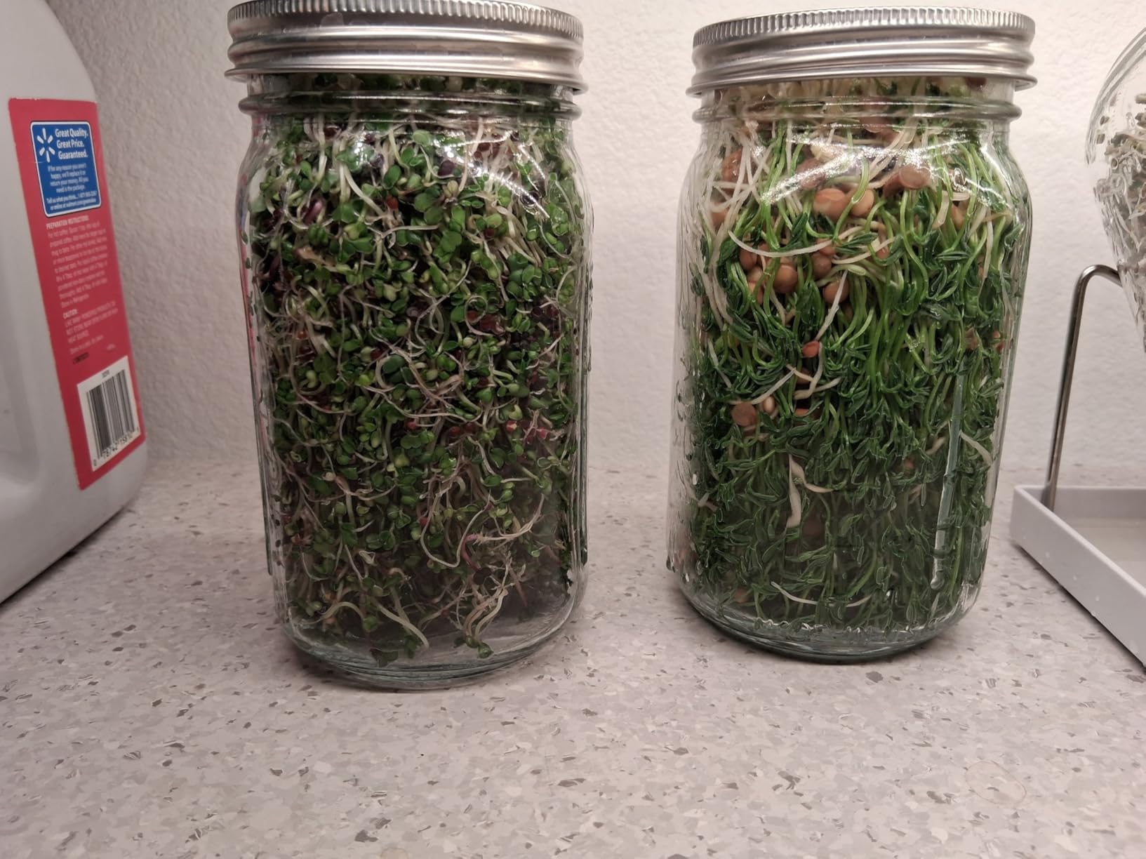 Organic Seed Sprouting Jar Kit – 2 × 32 oz Wide-Mouth Mason Jars with Stainless-Steel Sprouter Lids & Stand, Blackout Sleeves, Drain Tray – Grow Broccoli, Alfalfa & Bean Microgreens customer photo 2