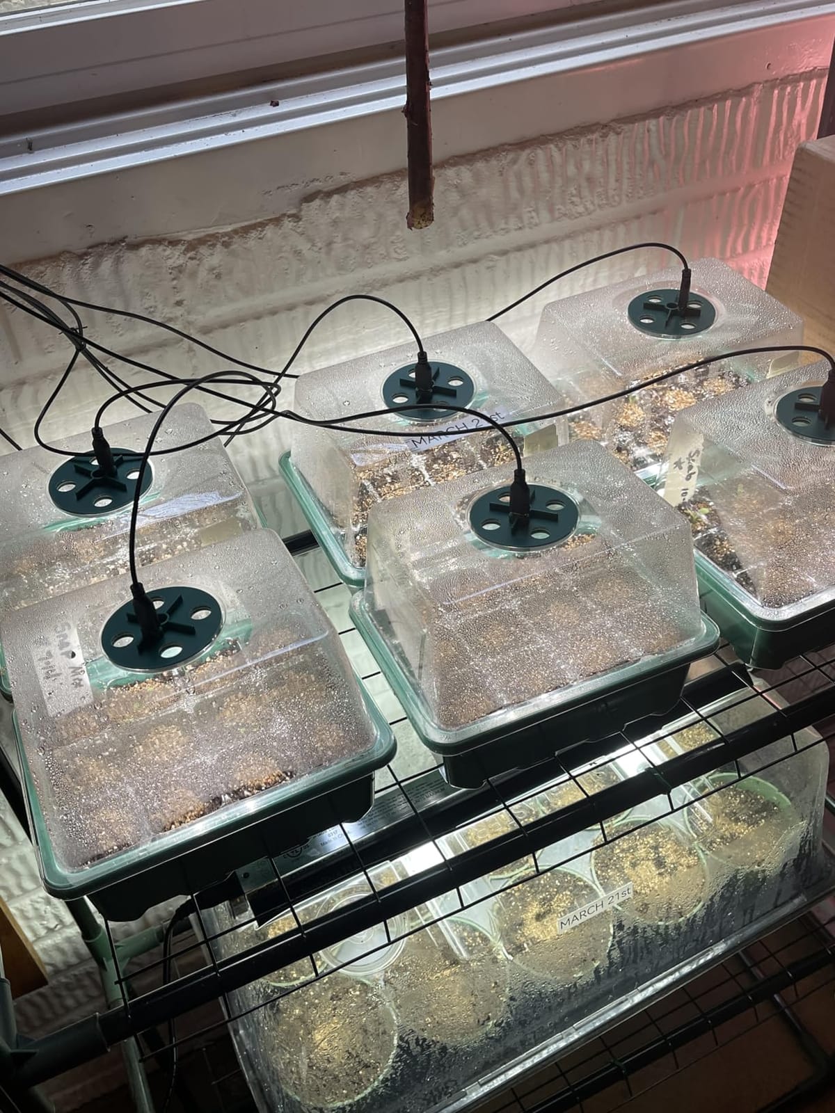 Seed Starter Trays with Grow Lights, 72 Cells Seed Starter Kit with Lights, 3 Lighting Mode, 4 Timing Set, Germination Kit for Seed Starting Trays, Seedling Starter with High Humidity Control Domes customer photo 2