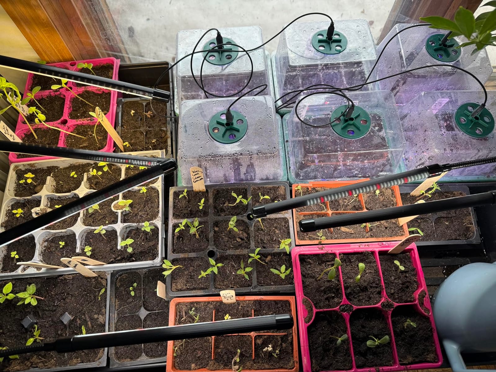 Seed Starter Trays with Grow Lights and Heat Mat, 72 Cells Seed Starter Kit with Lights, 3 Lighting Mode, 4 Timing Set, Germination Kit for Seed Starting Trays with High Humidity Control Domes customer photo 1