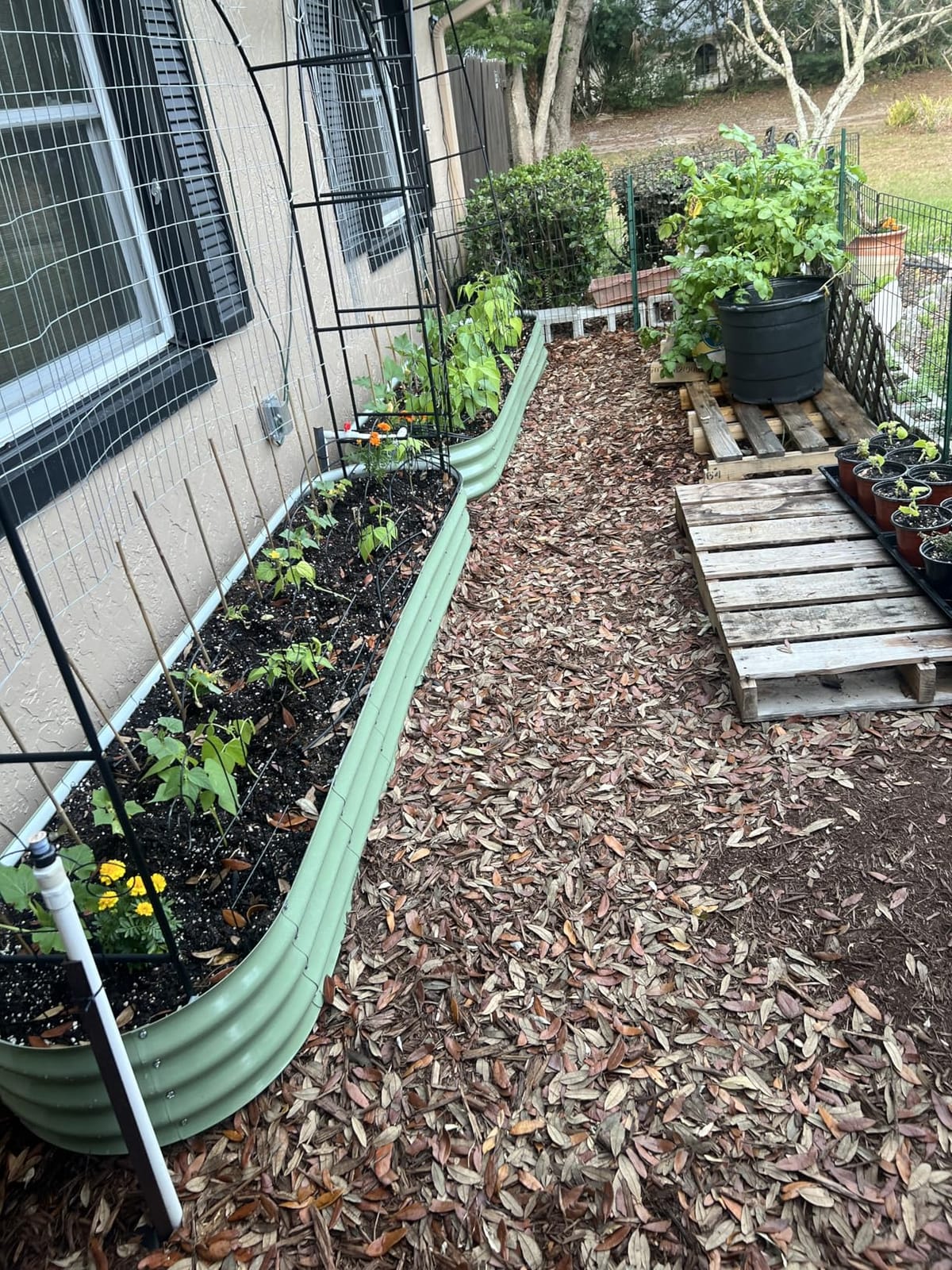 Winpull Raised Garden Bed Kit, 4x2x1 ft Galvanized Planter Box Outdoor with Safety Edging, Large Metal Raised Beds for Gardening Vegetables Flower Herb (Avocado Green) customer photo 1