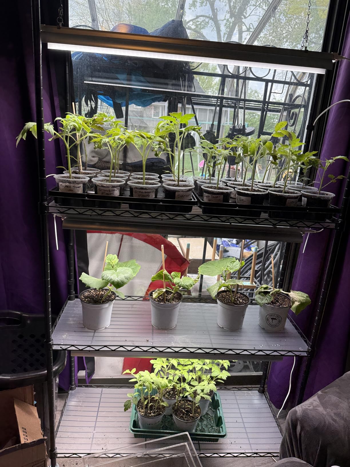 Barrina CX3Z Indoor Greenhouse with Grow Light 4-Tier 108W 35.4x13.8x70.9IN customer photo 2