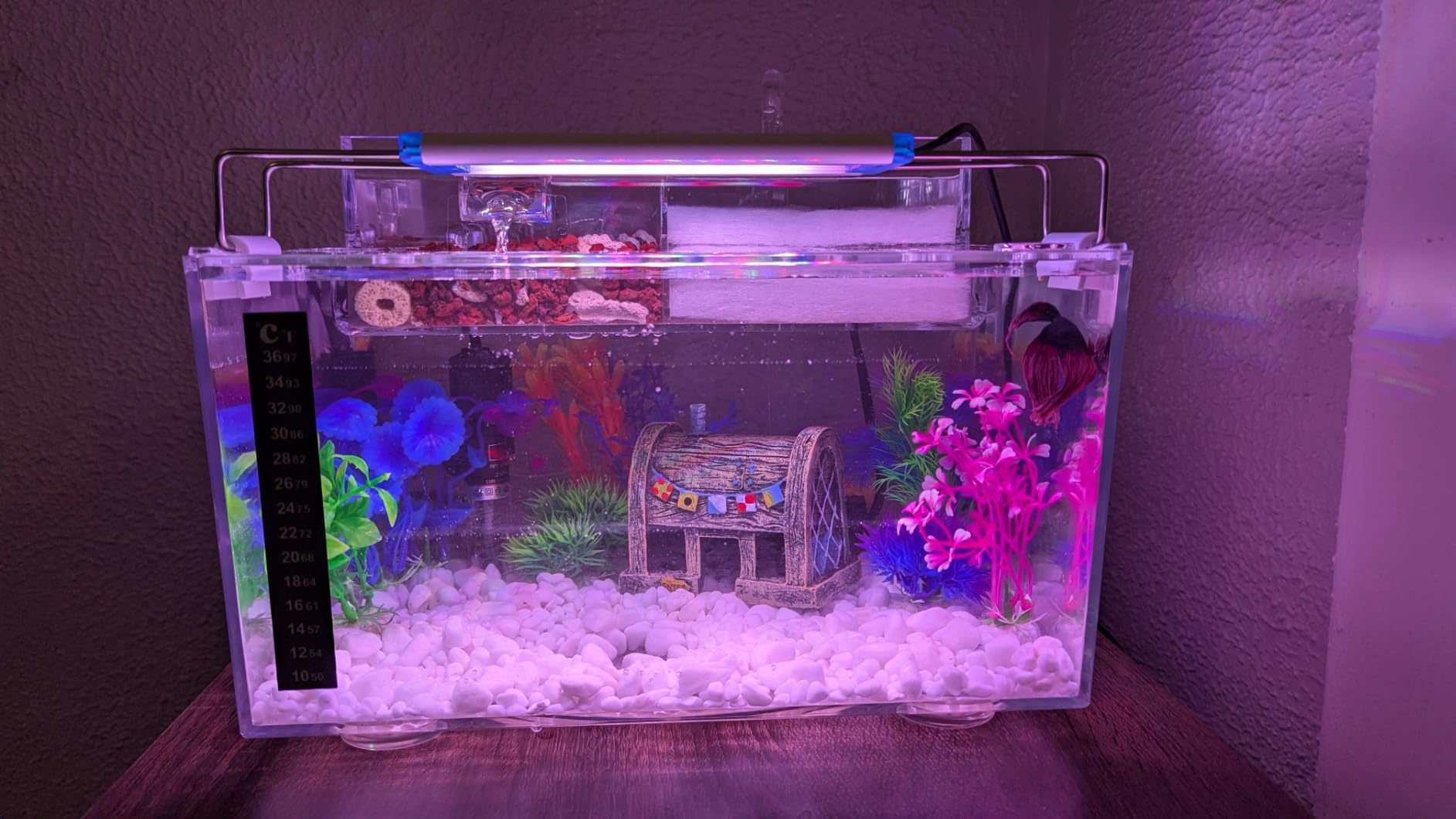 Betta Fish Tank Kit, 2.5 Gallon Aquarium Self-Cleaning with LED Light, Filter, Heater, Decorations and Accessories - Ideal for Hydroponic Growing System and Aquaponics customer photo 1