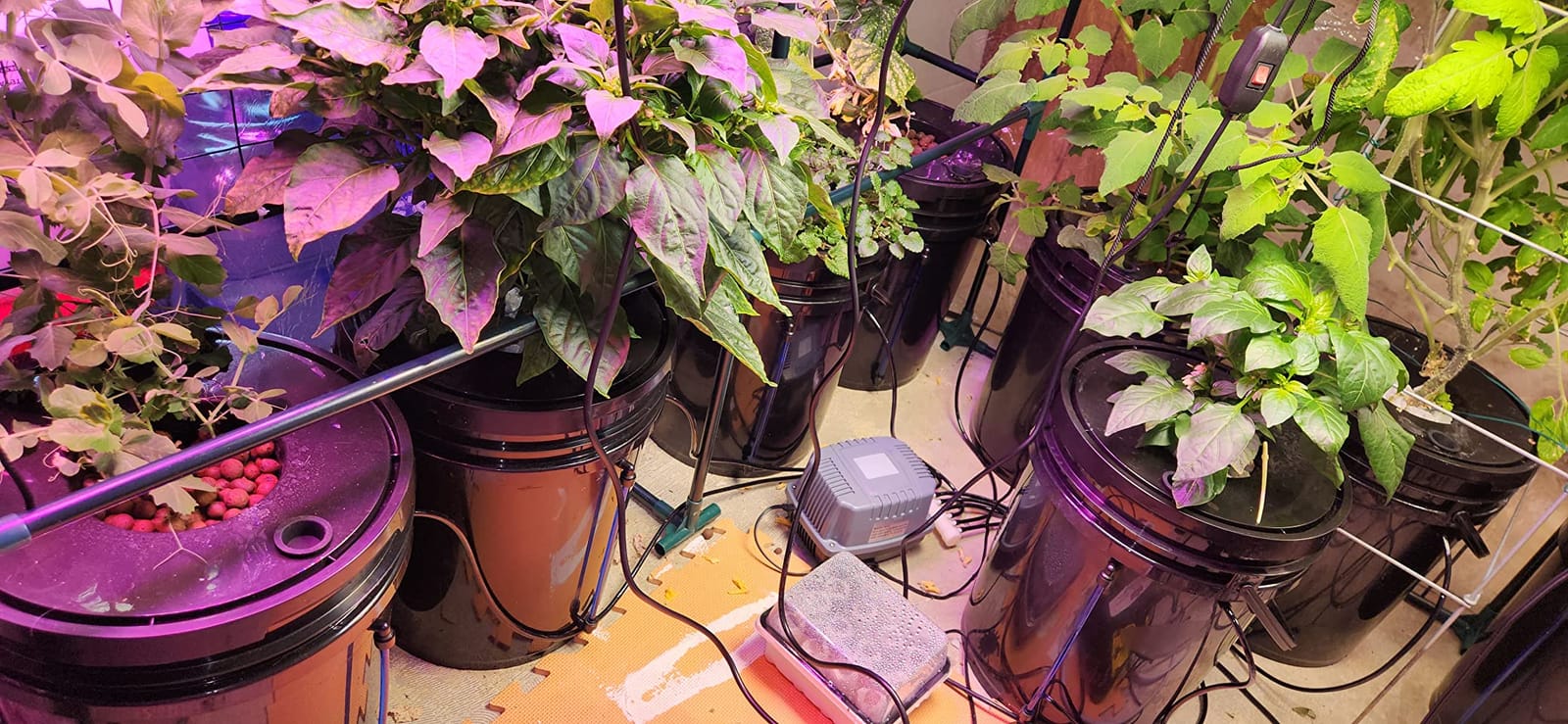 VEVOR DWC Hydroponics Grow System, Hydroponic Growing System with Top Drip Kit, Deep Water Culture 5-Gallon 4 Buckets, with Air Pump, Air Stones and Water Level Device for Leafy Vegetables customer photo 2
