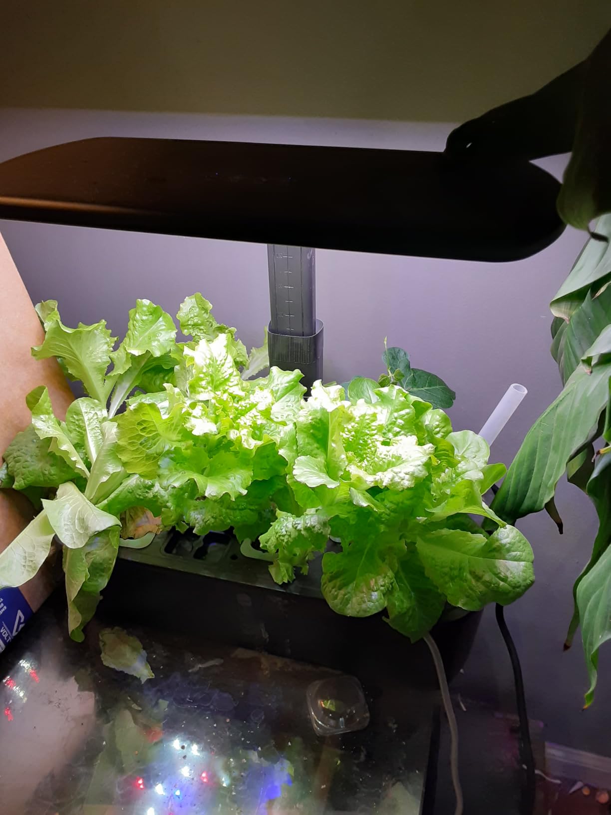 Hydroponics Growing System Kit 12 Pods Indoor Garden, Hydroponic Indoor Herb Garden Kit with Grow Light, Smart in Door Gardening Gifts for Women, Adjustable Height, Auto Timer, Quiet Pump customer photo 1