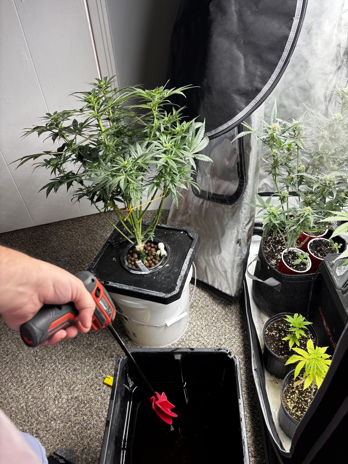 Spider Farmer DWC Hydroponics Growing System Kit 4 Buckets for Indoor Plant customer photo 2
