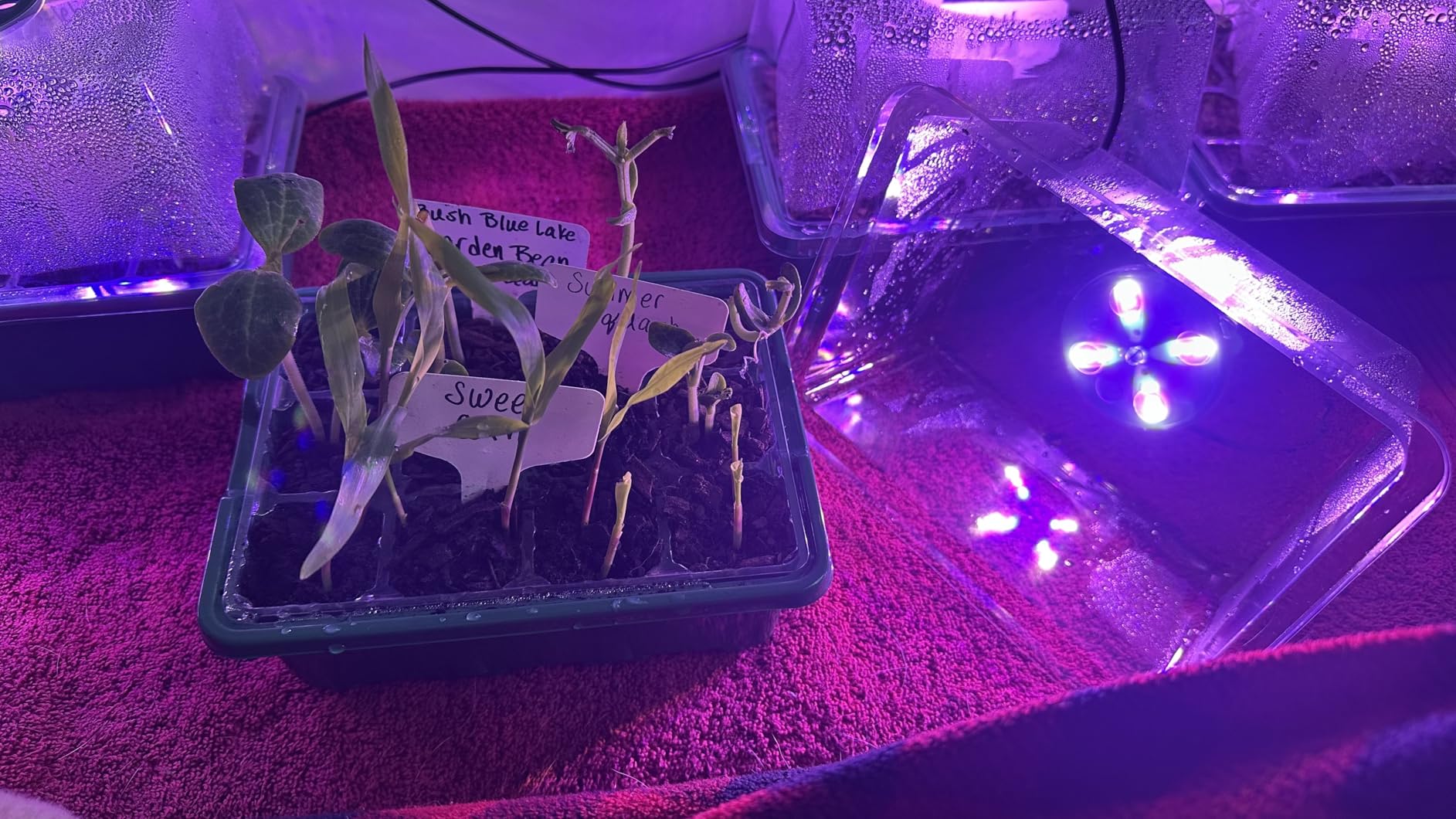 MIXC 6 Pack Seed Starter Kit with Grow Light, Vented Humidity Dome, Green customer photo 2