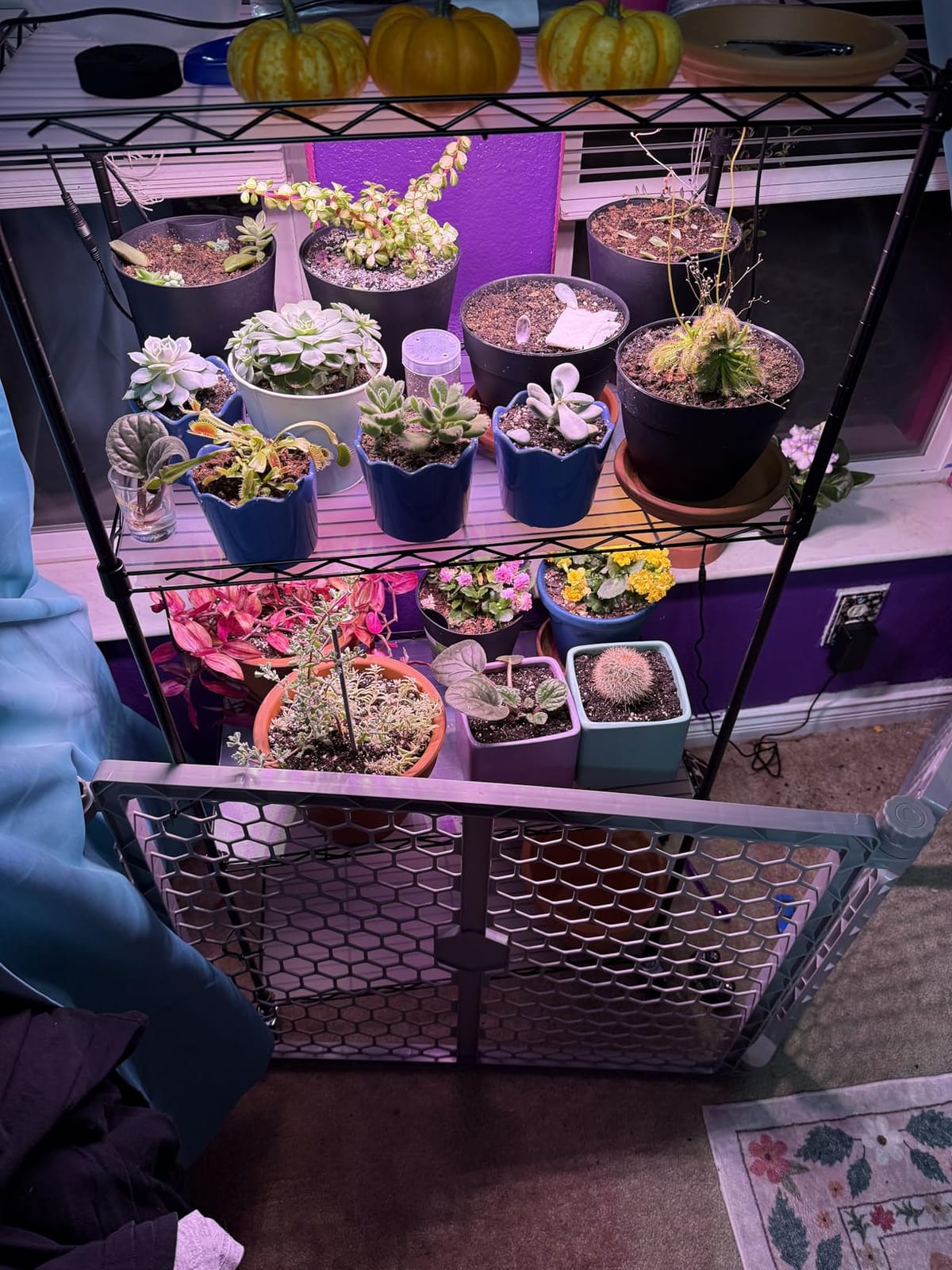 VEVOR Plant Stand with Grow Light, 4-Tier Plant Shelfwith 45W Full Spectrum LED, 3 Mode Plant Light with Timer and Wheel for Seed Starting, Metal Plant Rack for Indoor Plants customer photo 1