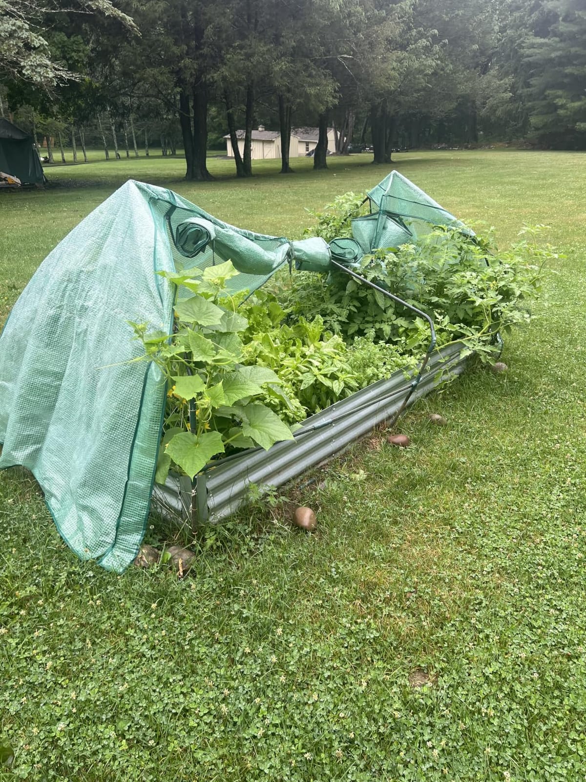 Ohuhu 4x2x1 FT Raised Garden Bed Outdoor with Cover, 3-in-1 Gardening Set customer photo 2