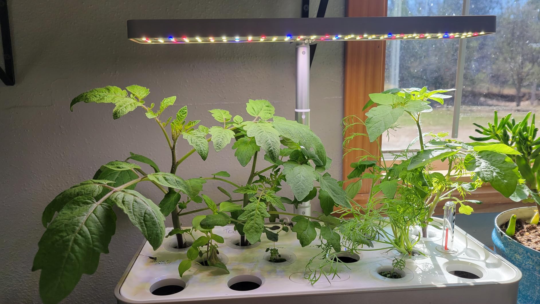 SUNCOZE Hydroponics Growing System, Compact 12 Pods Indoor Garden, Green customer photo 1