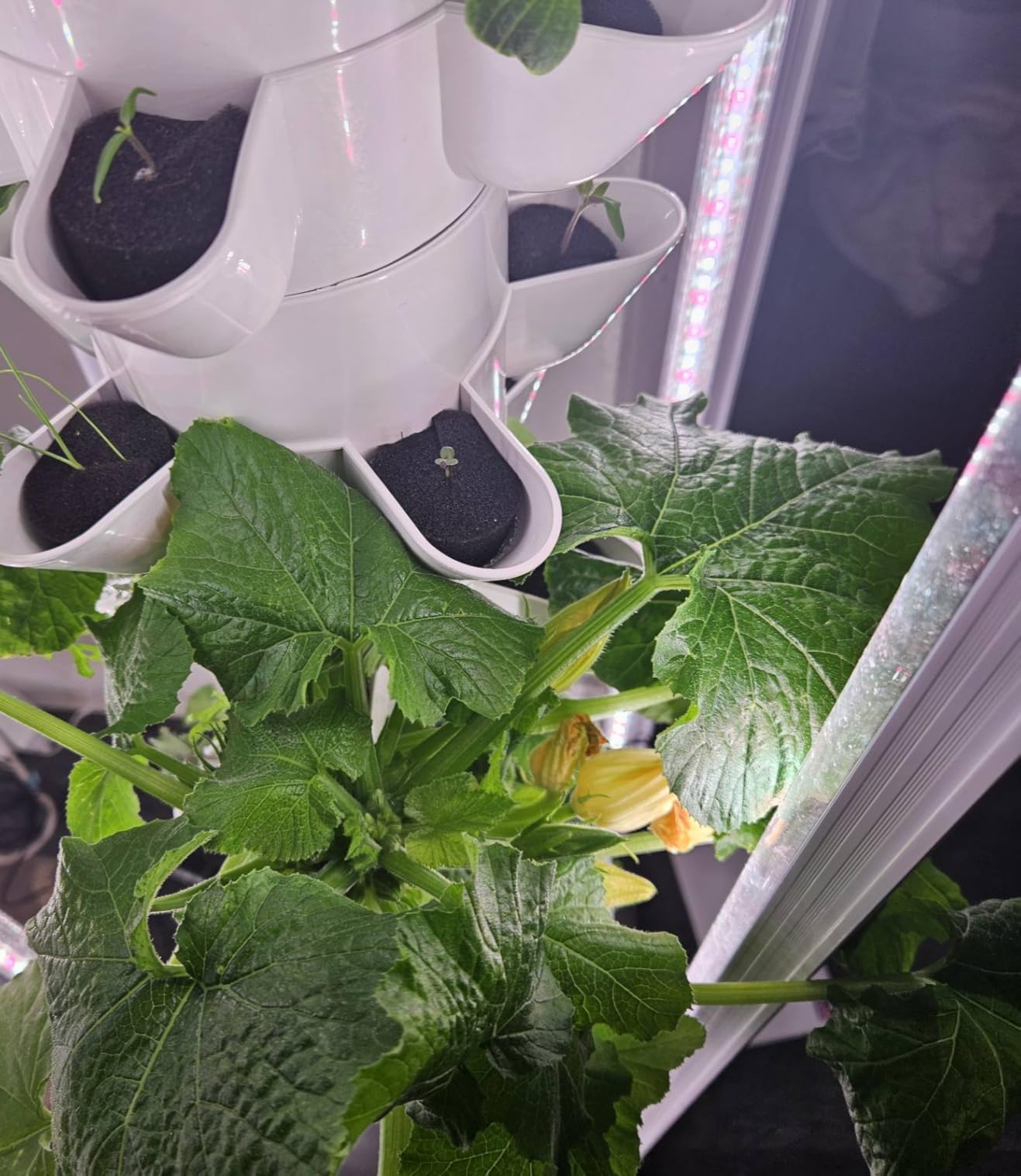 Hydroponic Tower Growing System, 30 Pods Vertical Indoor Garden customer photo 1