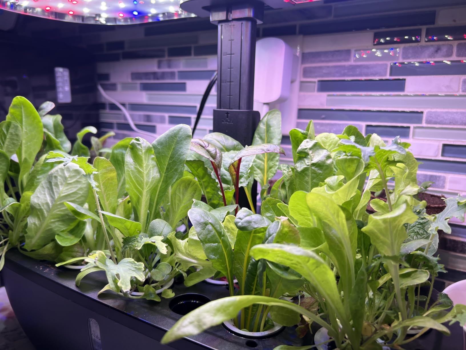 litokam Hydroponics Growing System Kit, 15-Pod Indoor Herb Garden Planter with 24W Grow Light & APP Control, Indoor Gardening System with 2 Grow Modes, Quiet Pump & 24H Timer customer photo 1