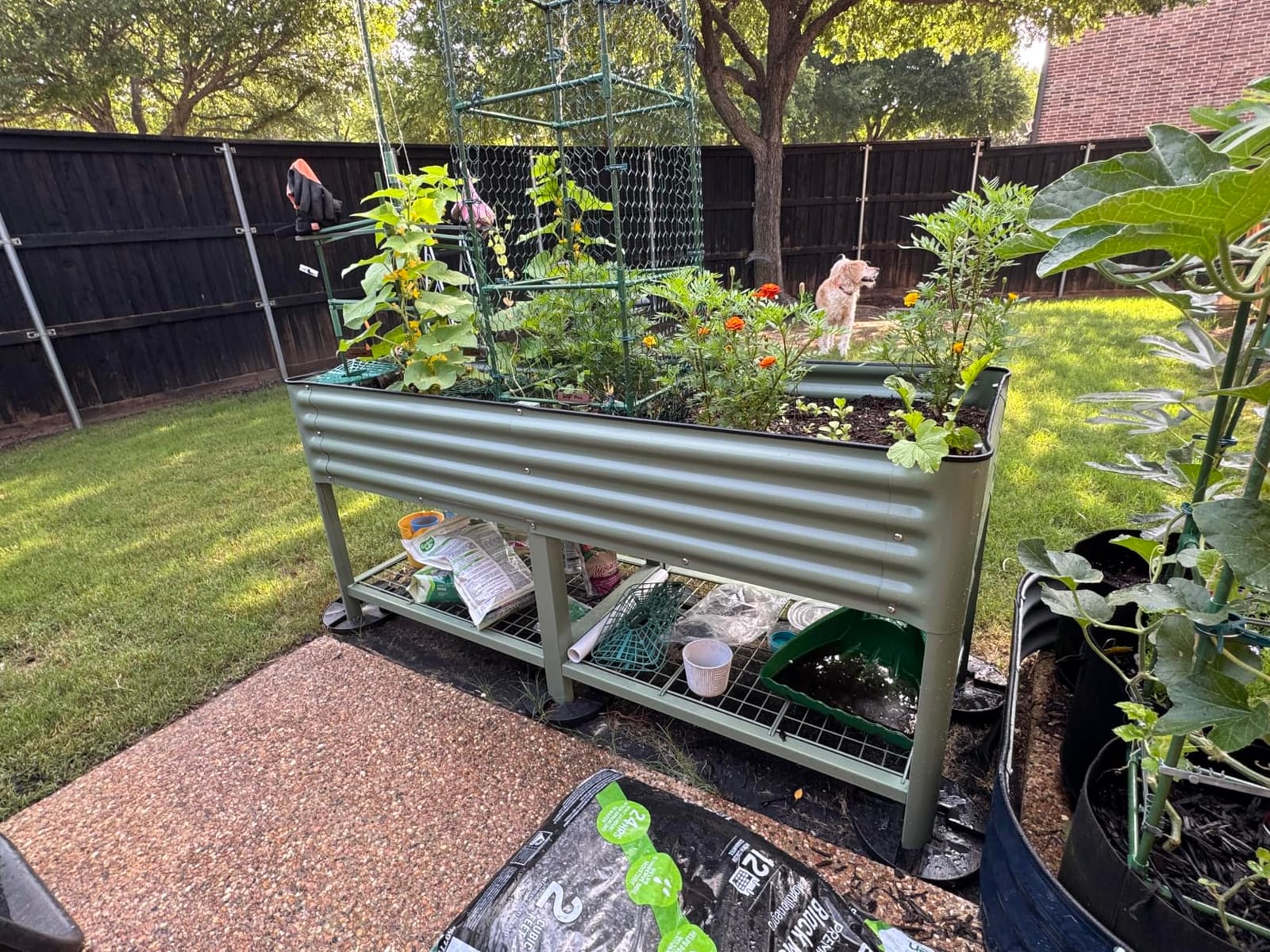 Vego garden Rolling Elevated Raised Garden Bed, 2' x 4' Outdoor Planters Boxes with Legs & Storage Rack for Patio, 700 Lbs Weight Capacity, Raised Beds for Gardening, Olive Green customer photo 1