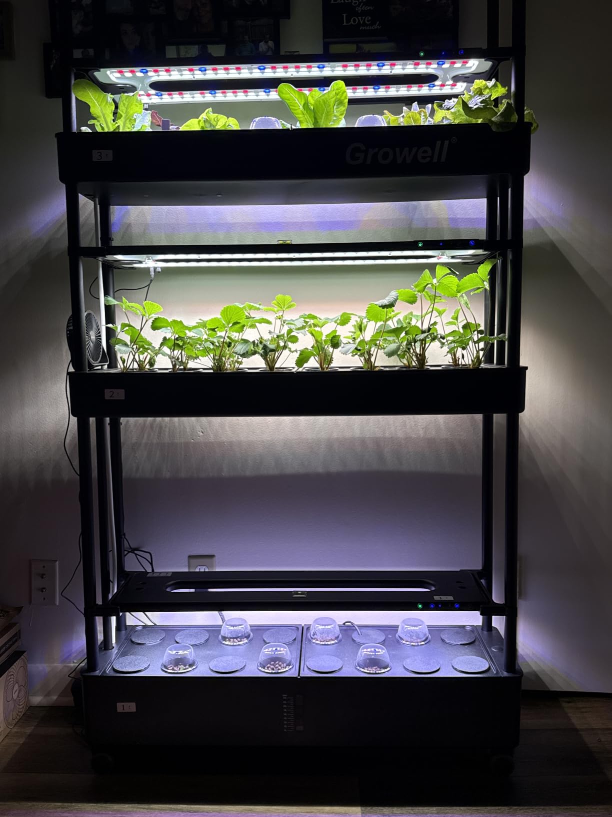 Growell Large Basket Hydroponics Growing System Kit, 48 Pods Vertical Hydroponic Garden with 2 Grow Light Modes, Auto Circulating Water System, 40L Indoor Gardening System for Herb Vegetable Fruit customer photo 1