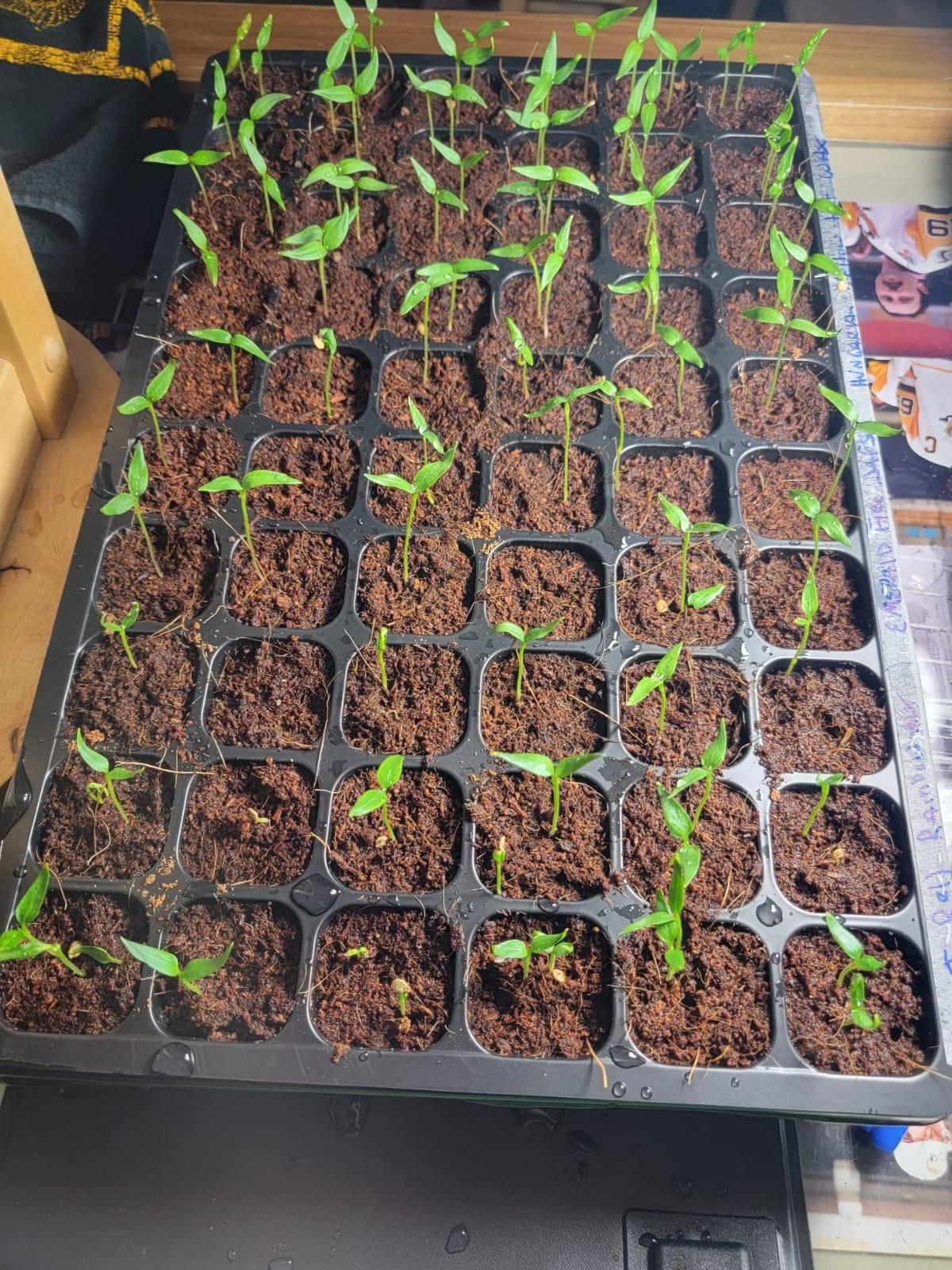 SOLIGT 3 Set 60-Cell Seed Starter Kit with Domes, Cell Trays and Heat Mats customer photo 1