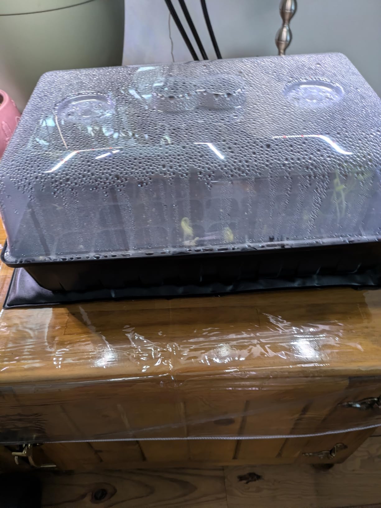 SOLIGT 3 Set 60-Cell Seed Starter Kit with Domes, Cell Trays and Heat Mats customer photo 2