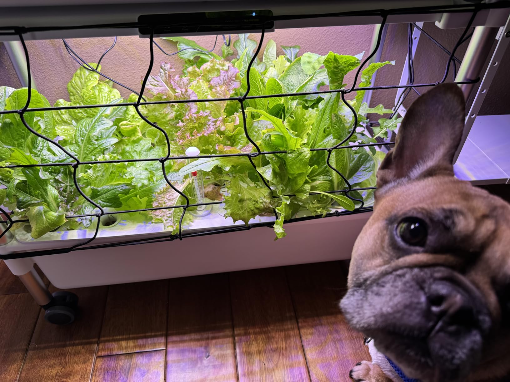 Indoor Hydroponic Growing System with 54 Pods Herbs Garden Kit with 30W Led Grow Light Large Movable 2-Layer Floor-Standing Hydroponic Gardening System for Vegetable Fruit customer photo 2