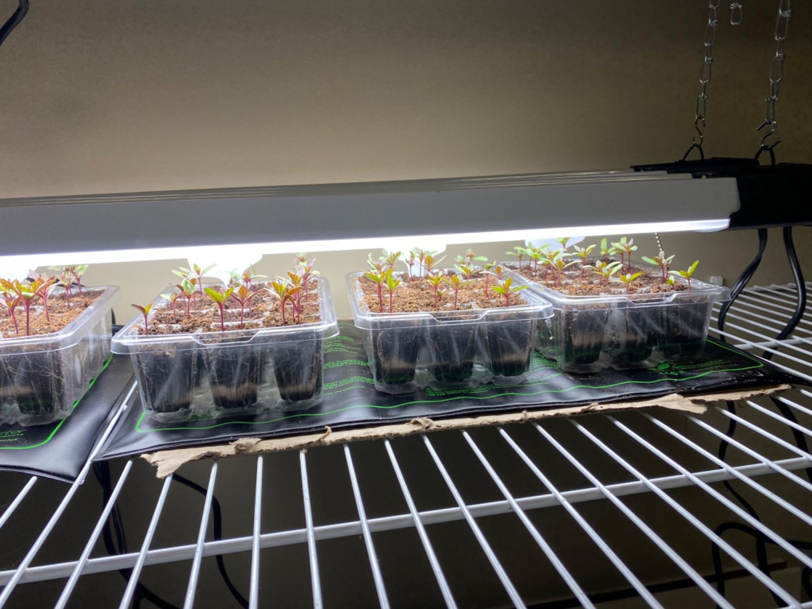 Bonviee 5-Pack Seed Starter Trays, Humidity Dome, Base, 12-Cell Tray, Clear customer photo 2