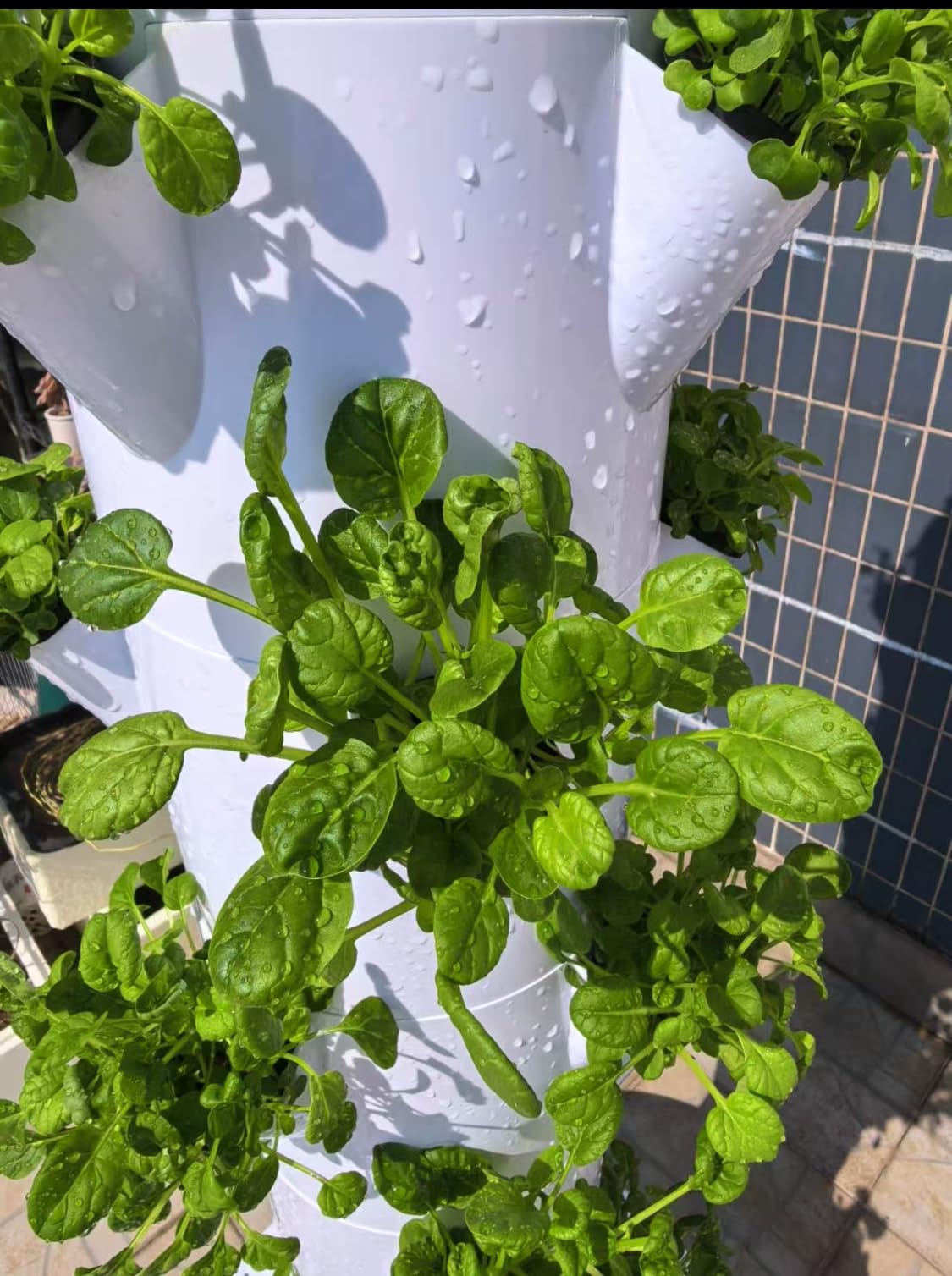 Hydroponic Growing System, Vertical Garden Tower Automatic Timer 36 -Pod customer photo 1