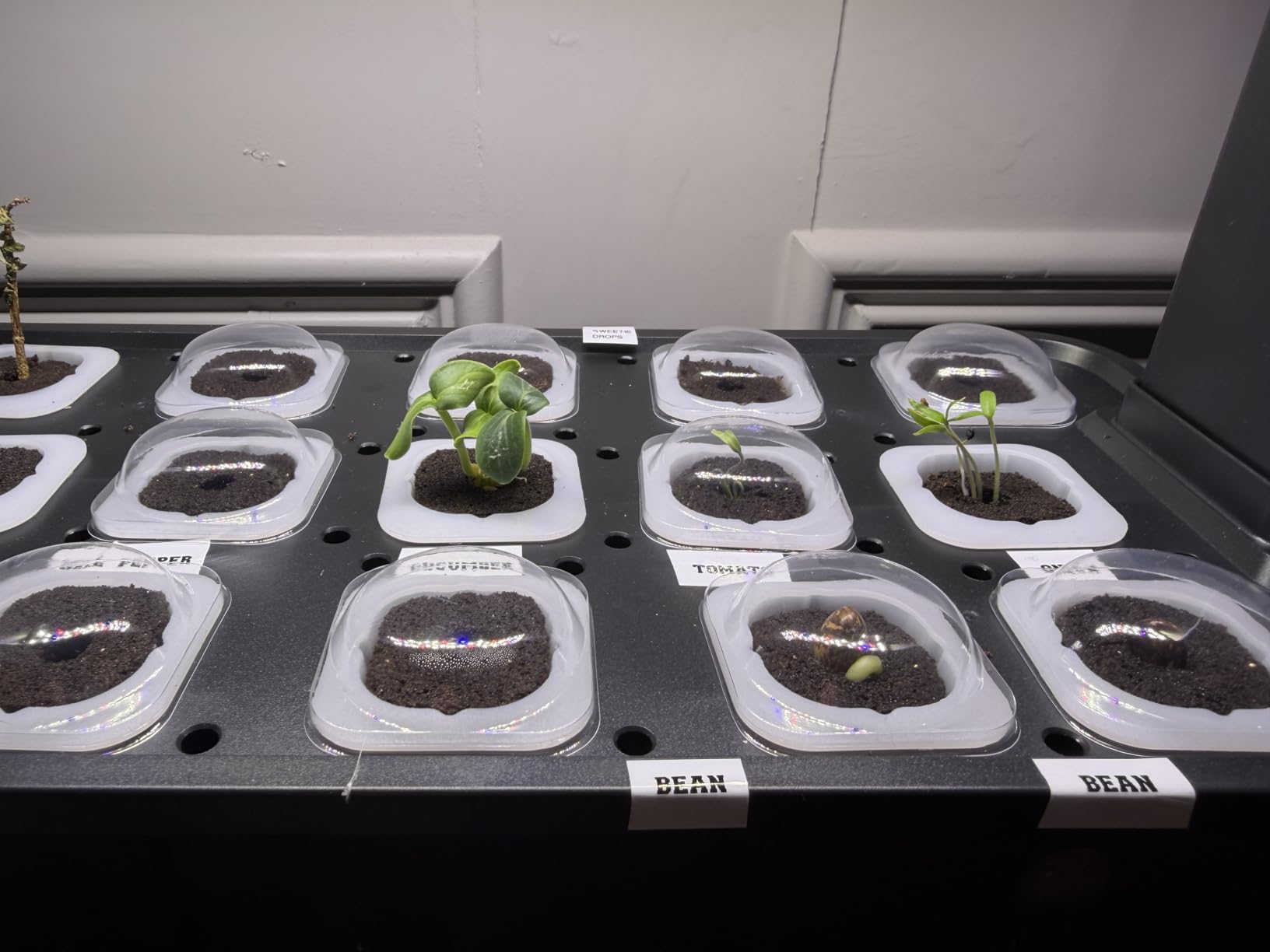 15 Pods Hydroponics Growing System Indoor Garden with LED Grow Light customer photo 2