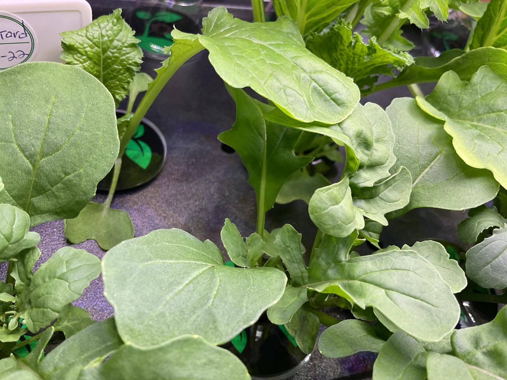 Growell 90 Pods Large Hydroponics Growing System Kit, Indoor Herb Garden customer photo 1