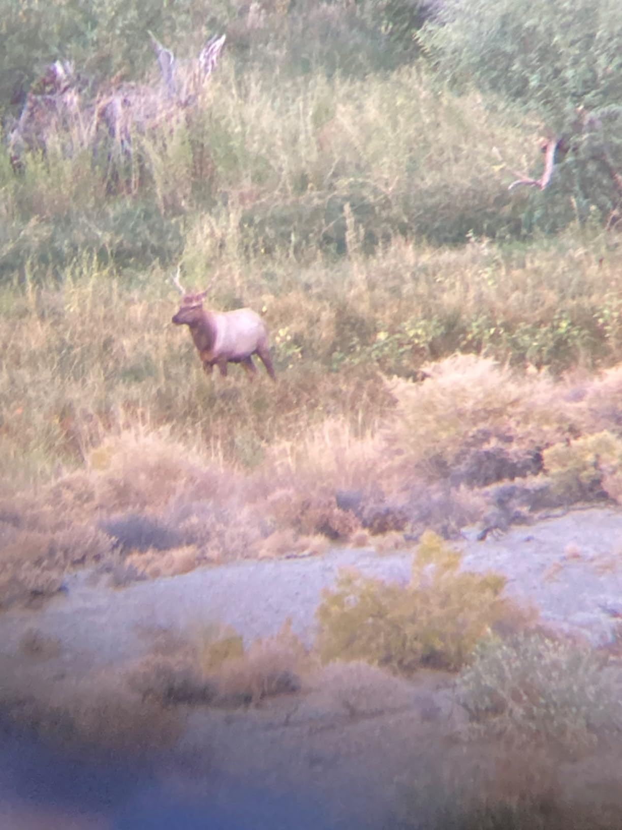 Primos Hunting Cow Girl Elk Call customer photo 1