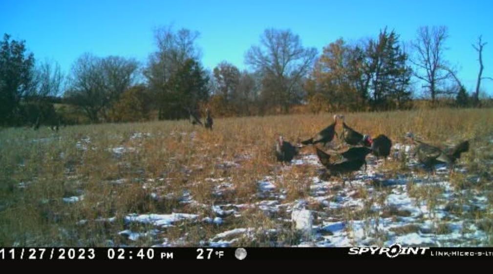 Avian X LCD 1/2 Strut Jake Turkey Decoy customer photo 2